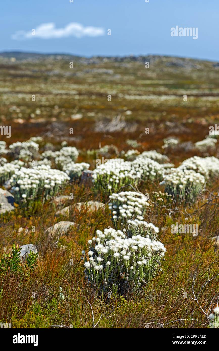 The wilderness of Cape Point National Park Stock Photo