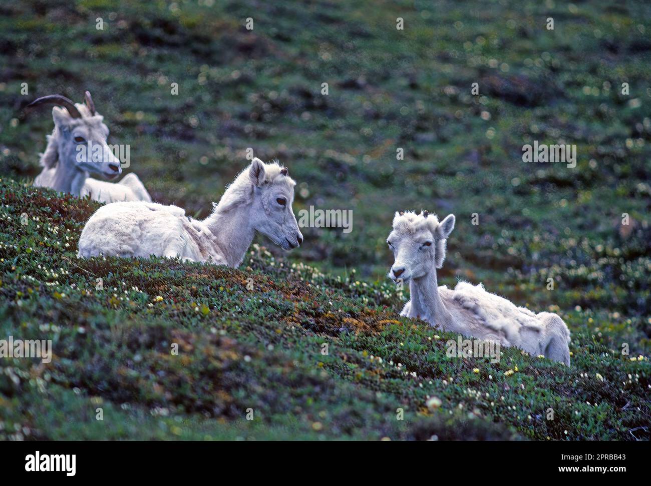 A Pair of Young Dall Sheep on a Mountain Meadow Stock Photo