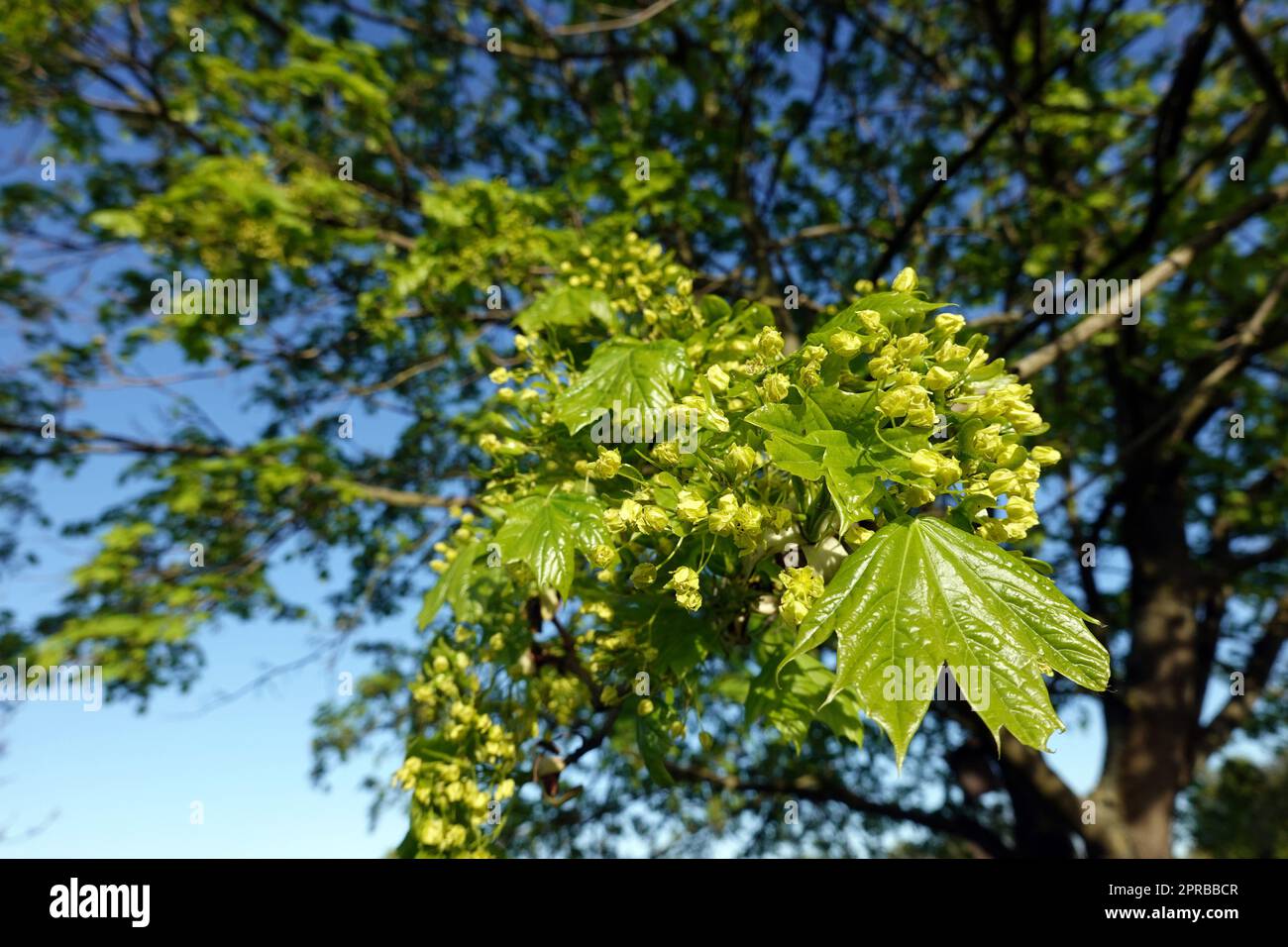 Spitz- Ahorn (Acer platanoides) Blüten und junge Blätter Stock Photo
