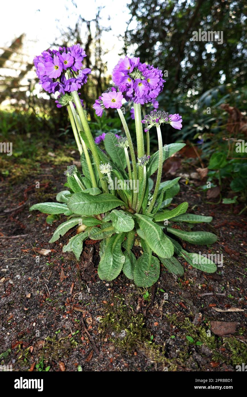 Kugel-Primel (Primula denticulata) - blühende Pflanze im Kurpark Stock Photo