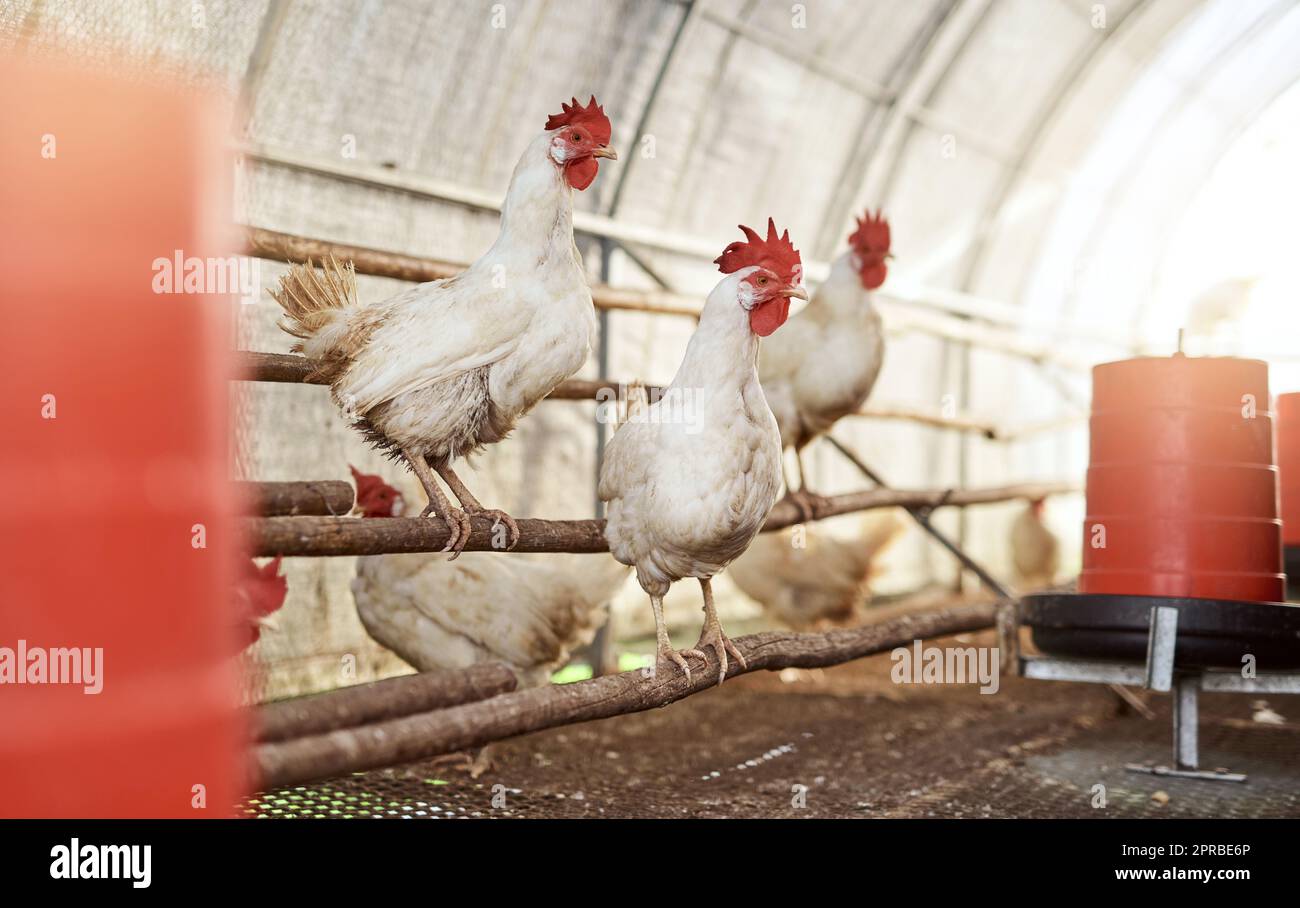 Mother Natures very first alarm clock. chickens in a hen house on a farm. Stock Photo