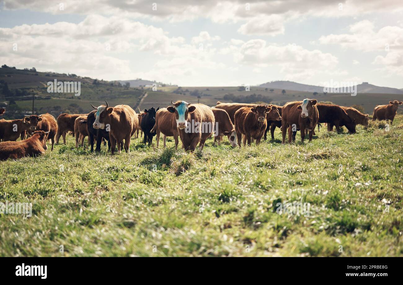 Brunette wasnt working for me so I tried blue. a herd of cows on a farm. Stock Photo