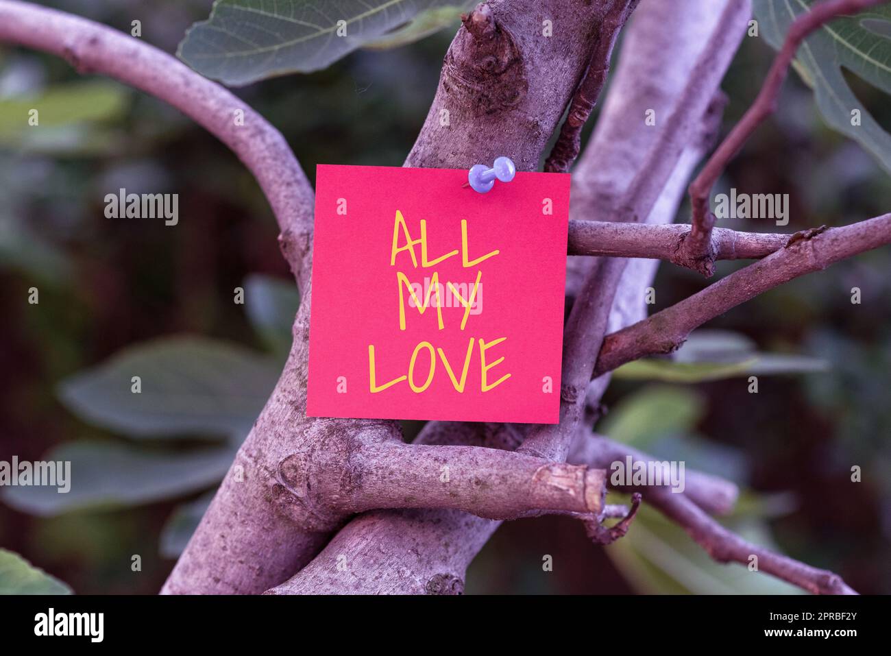 Sign displaying All My Love. Business showcase The whole affection and good feeling for you Romance happiness Blank Adhesive Note Pinned On Tree Branch For Business Promotion. Stock Photo
