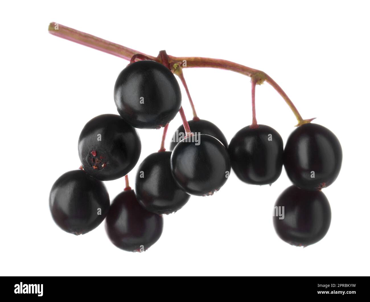 Cluster of elderberries (Sambucus) isolated on white Stock Photo Alamy
