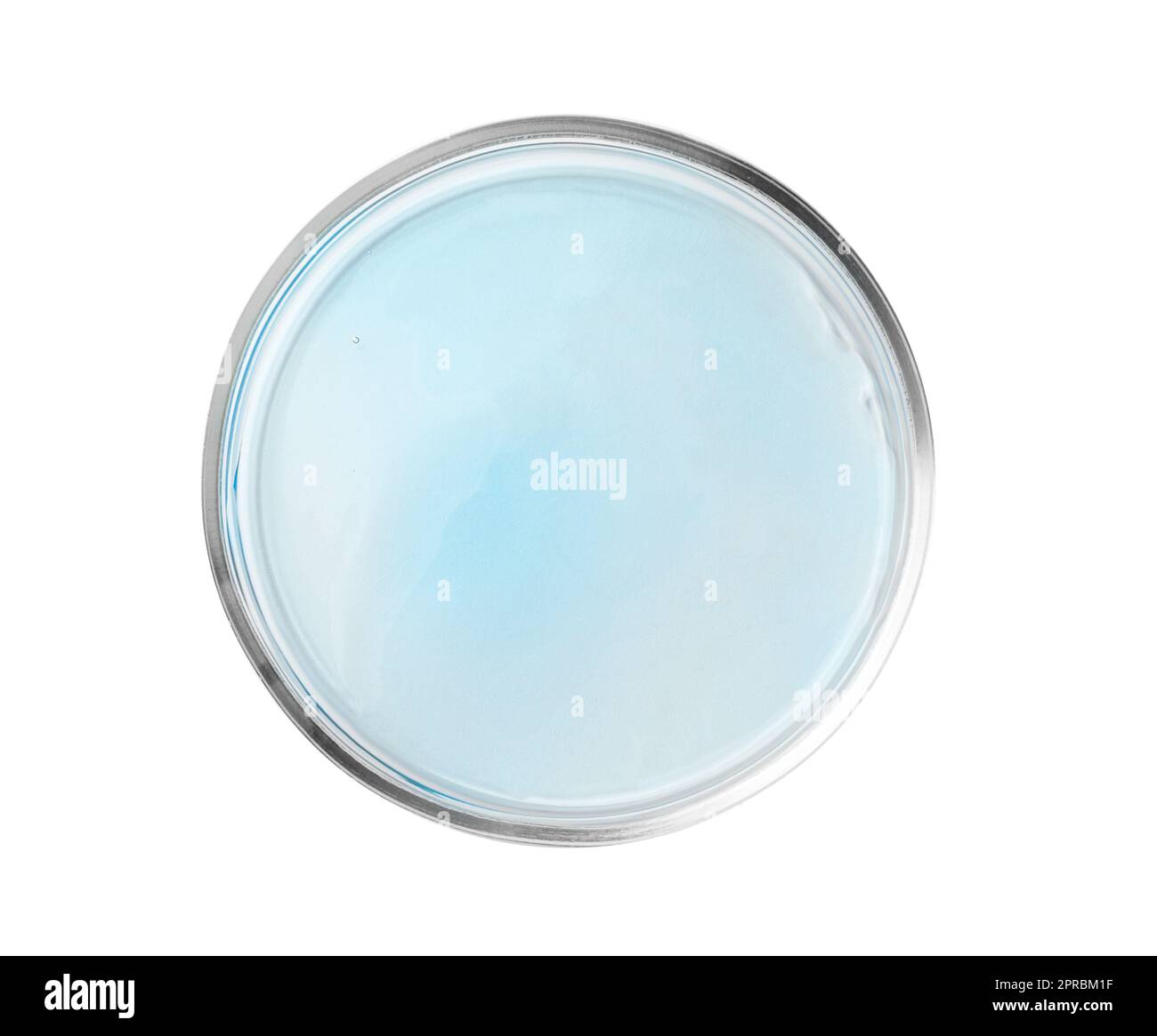 Petri dish with light blue liquid isolated on white, top view Stock ...