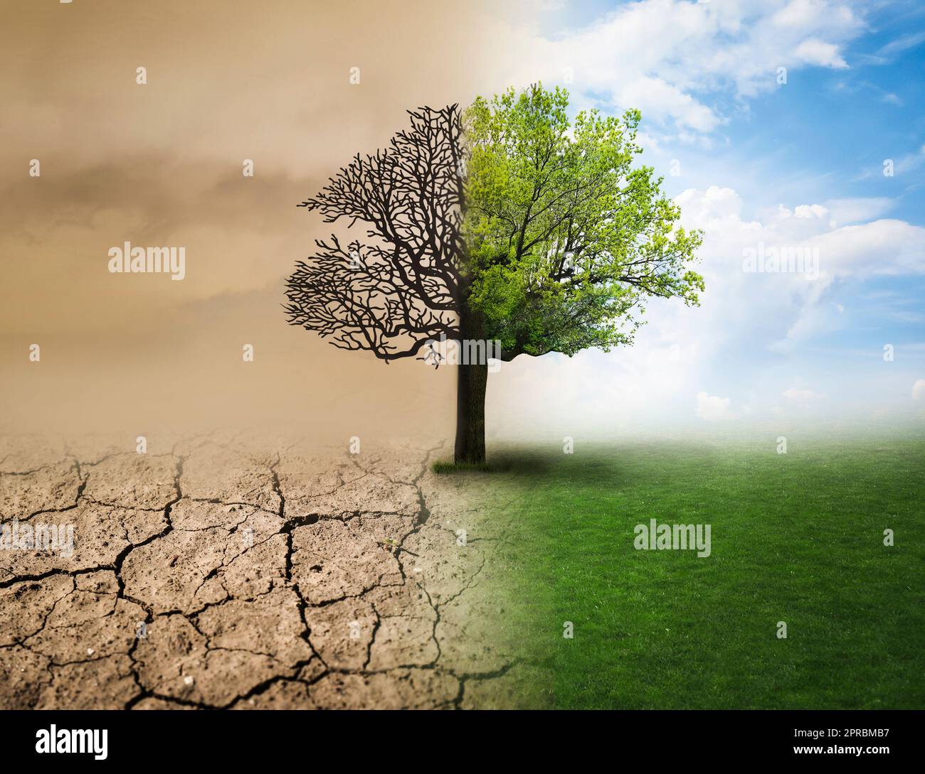 Tree half alive half dead hires stock photography and images Alamy