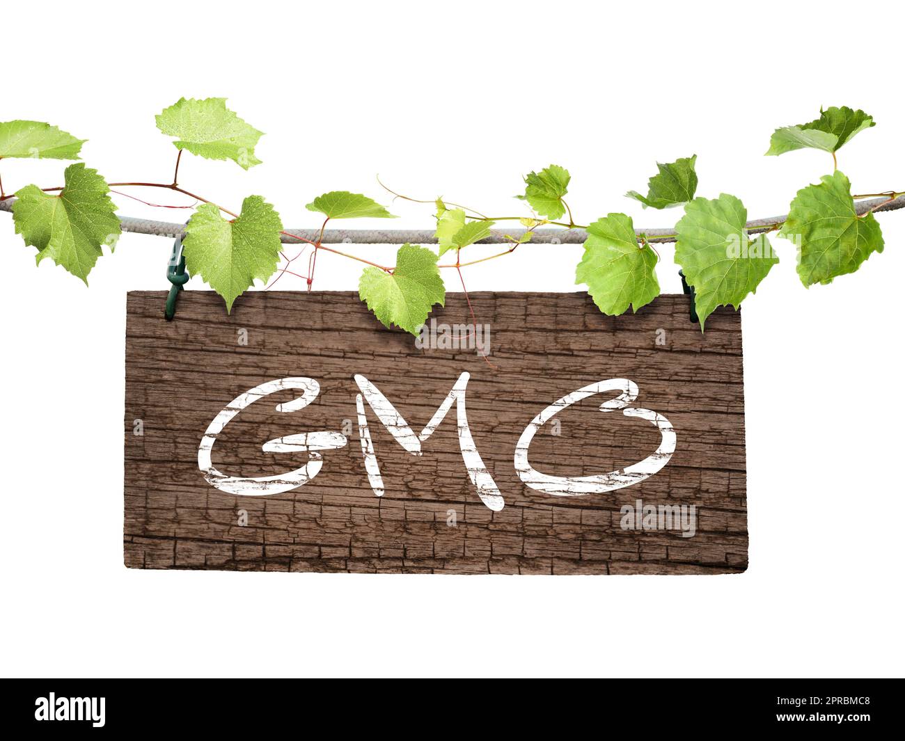 Wooden board with abbreviation GMO hanging on rope and green leaves against white background