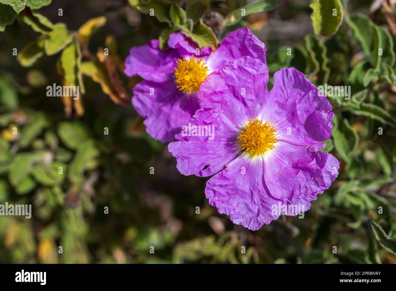 Cistus creticus is a species of shrubby plant in the family Cistaceae. Stock Photo