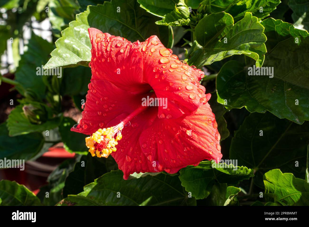 A red hibiscus flower is blooming in the green garden Stock Photo - Alamy