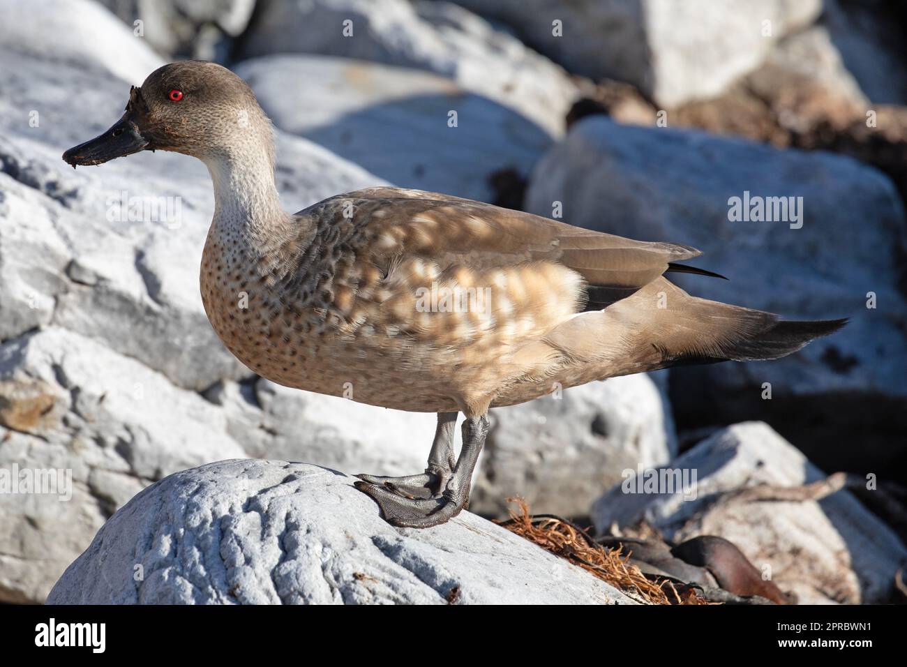 A Crested Duck, or Patagonian Duck. Lophonetta Specularioides. Taken on The Falkland Islands. Stock Photo