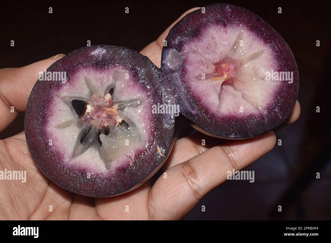 Chrysophyllum cainito or star apple or caimite fruit. Stock Photo