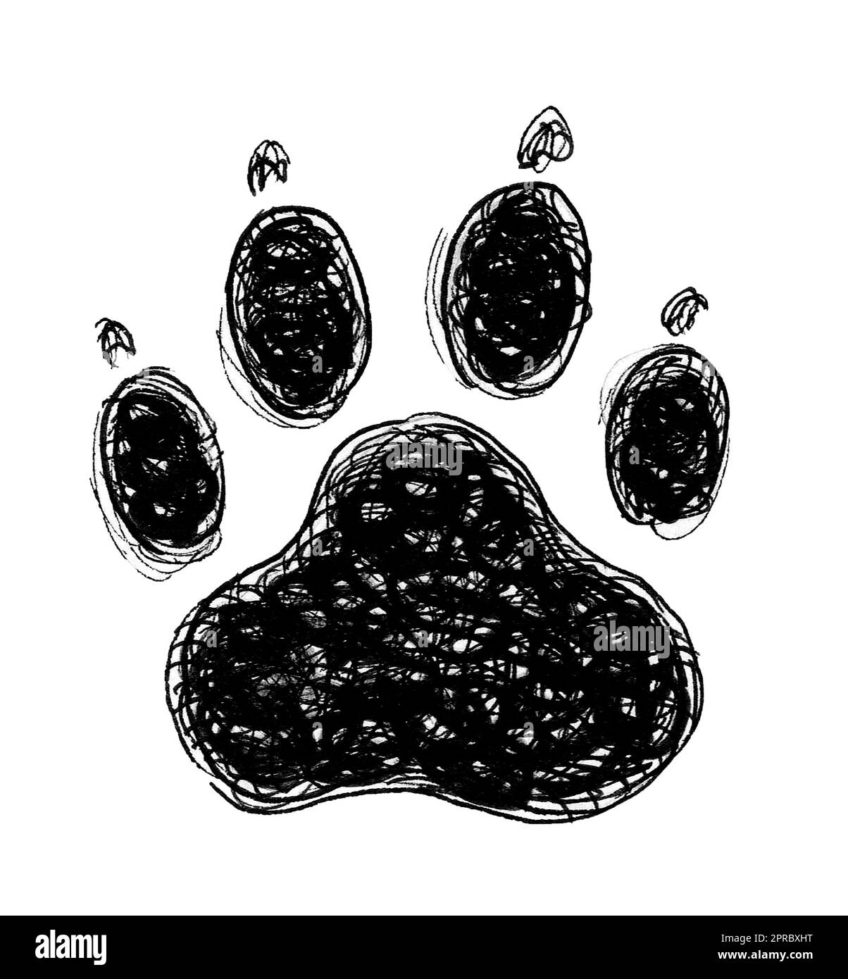 Panther Paws drawing free image download