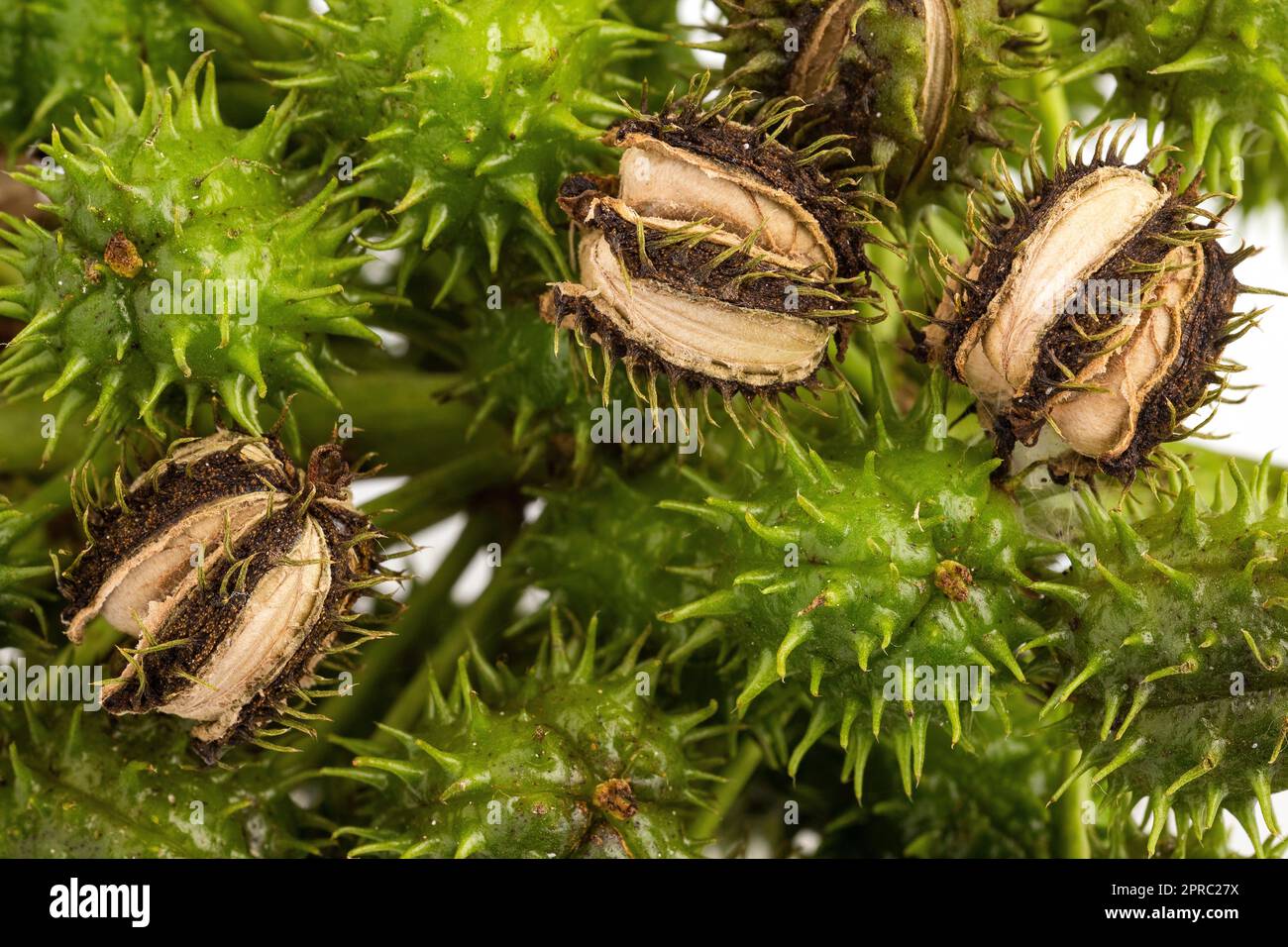 Green and dry organic seeds of Ricinus communis Stock Photo - Alamy