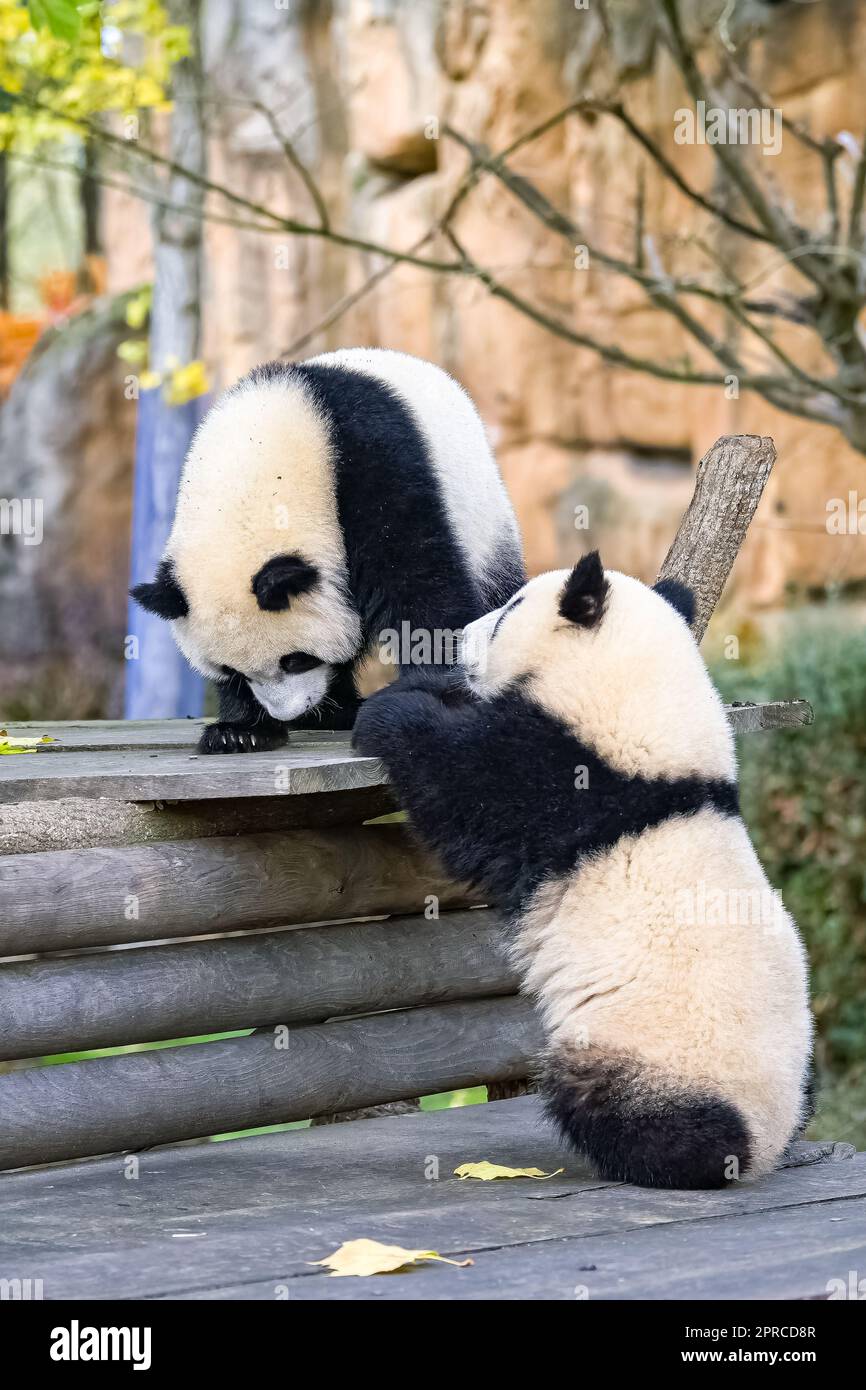 Giant pandas playing together outdoors Stock Photo Alamy