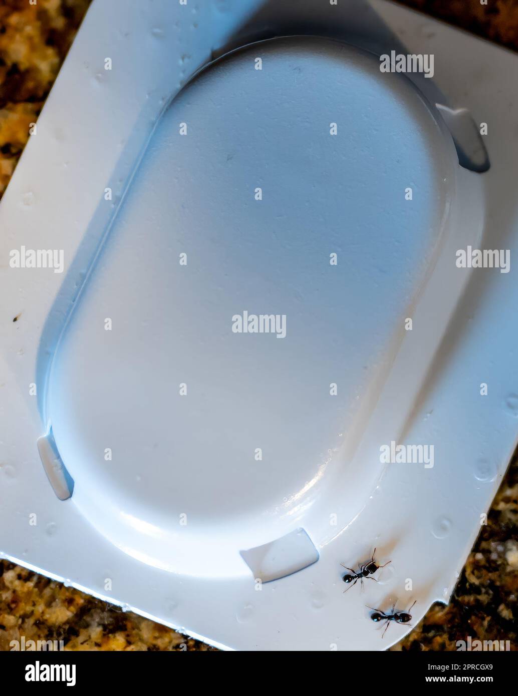 Ant trap poison bate on a granite kitchen countertop Stock Photo Alamy