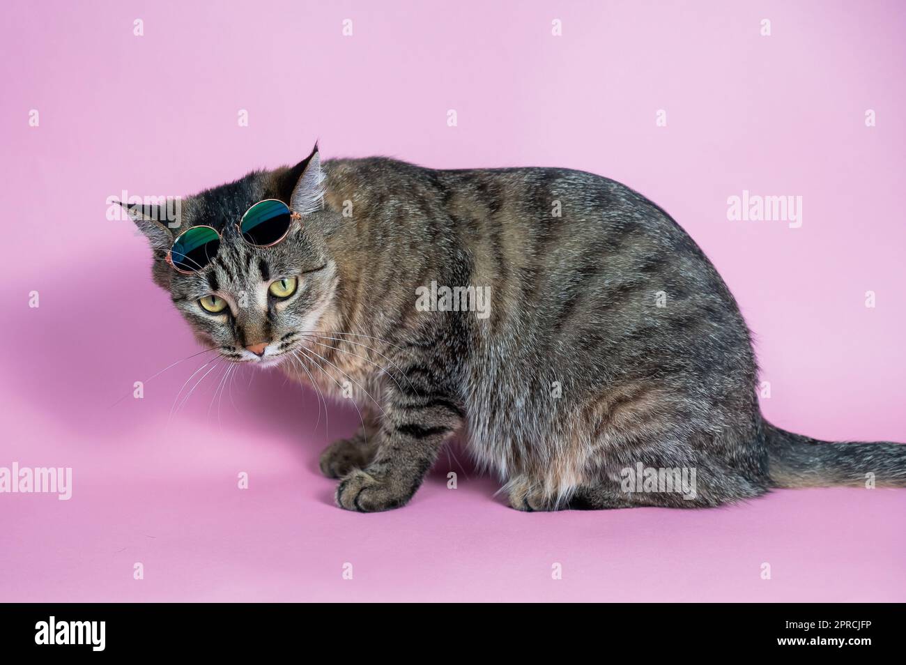 Gray tabby cat in sunglasses on a pink background Stock Photo Alamy