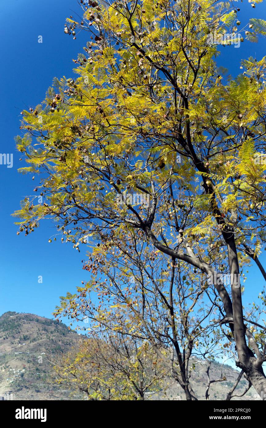 Himalayan tree on blue sky background in state Himachal Pradesh India Stock Photo