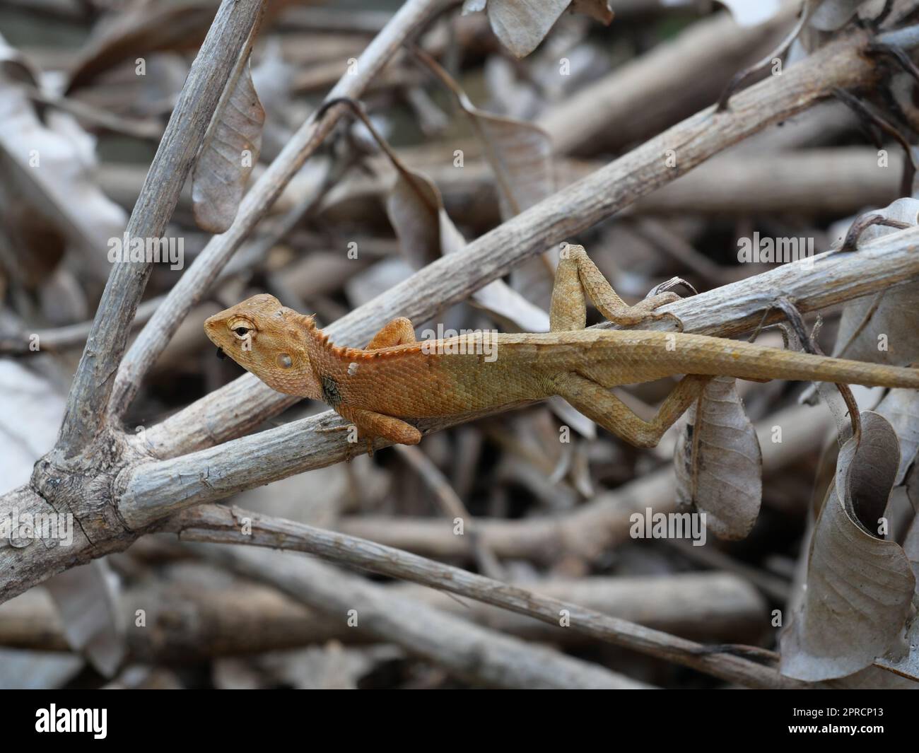 Male Oriental garden or Eastern garden or Changeable lizard on a branch with natural brown lbackground., Lizard in Thailand Stock Photo