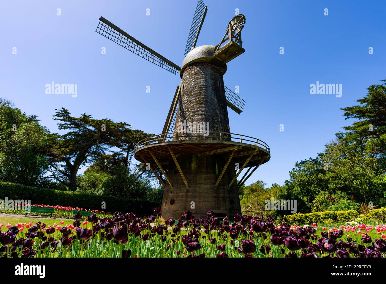 Dutch Windmill Tulips in Golden Gate Park San Francisco Sunny Day Stock