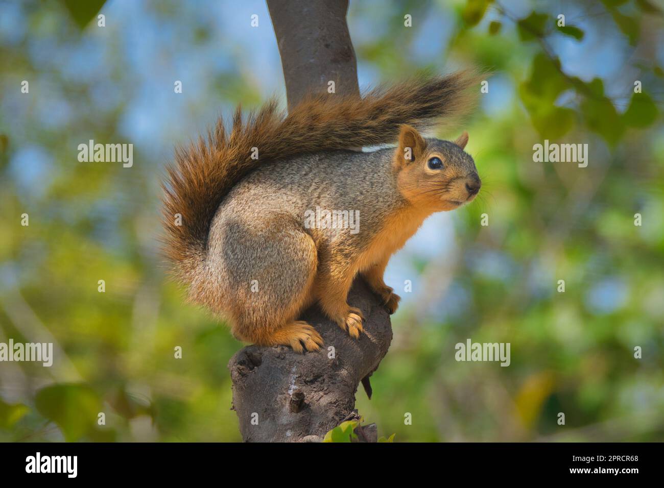 Squirrel on a Tree Branch Stock Photo
