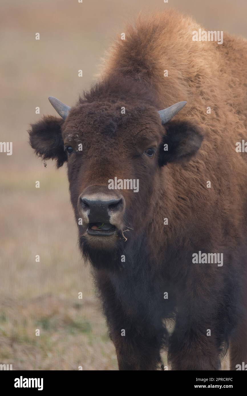Bellowing Bison Stock Photo
