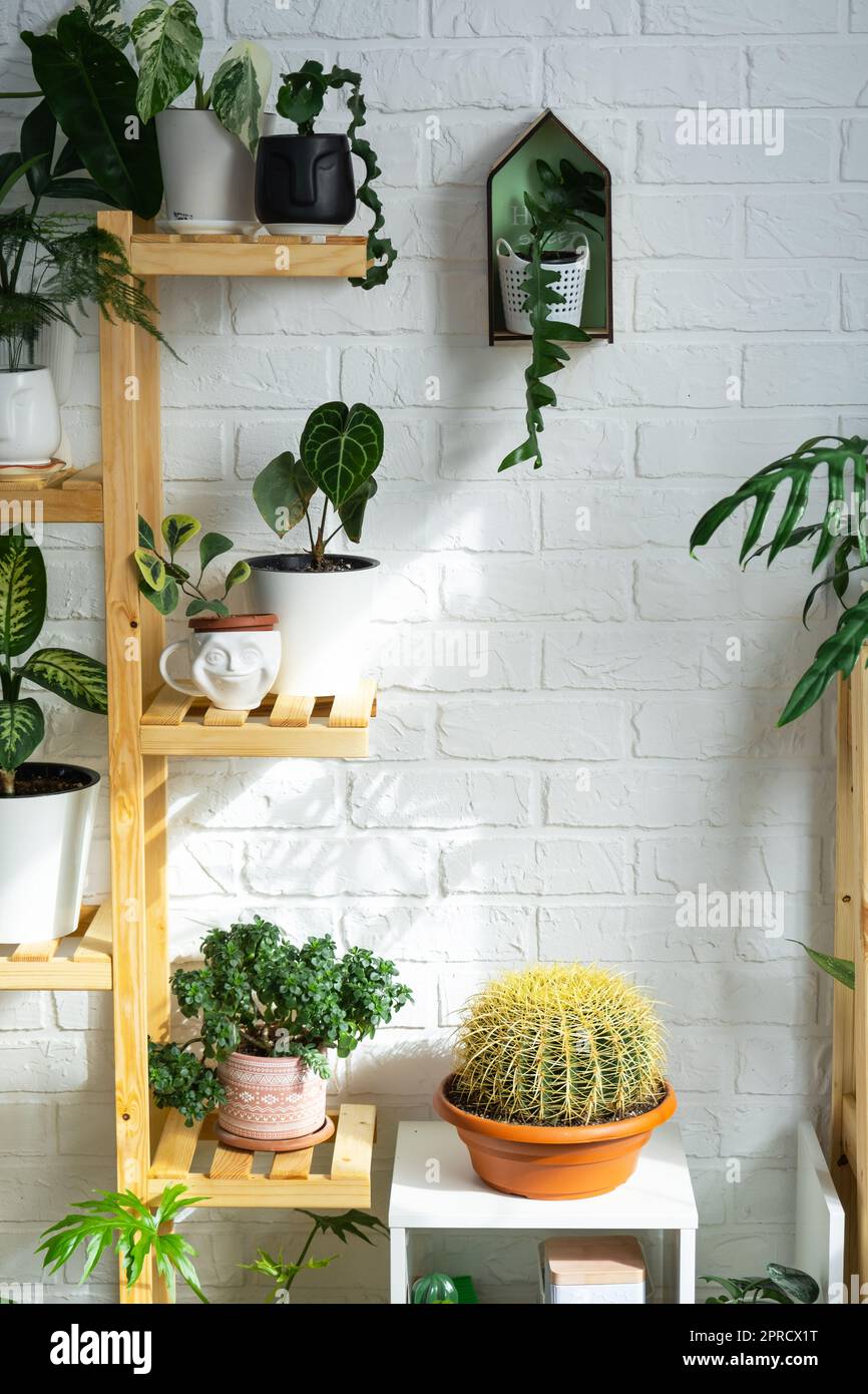 Shelving with a group of indoor plants in the interior. Houseplant