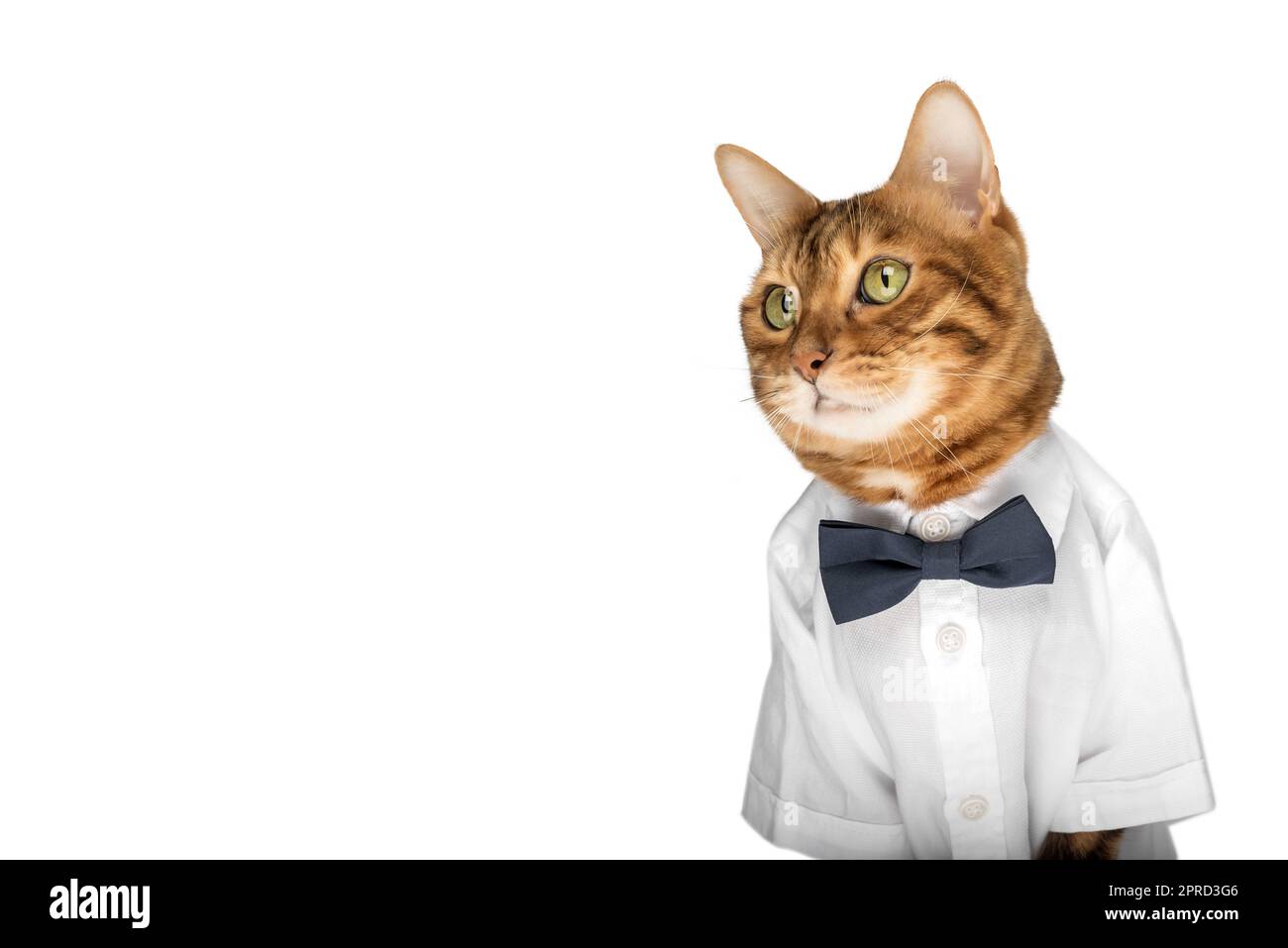 The cat in a shirt and a bow tie on a white background is isolated