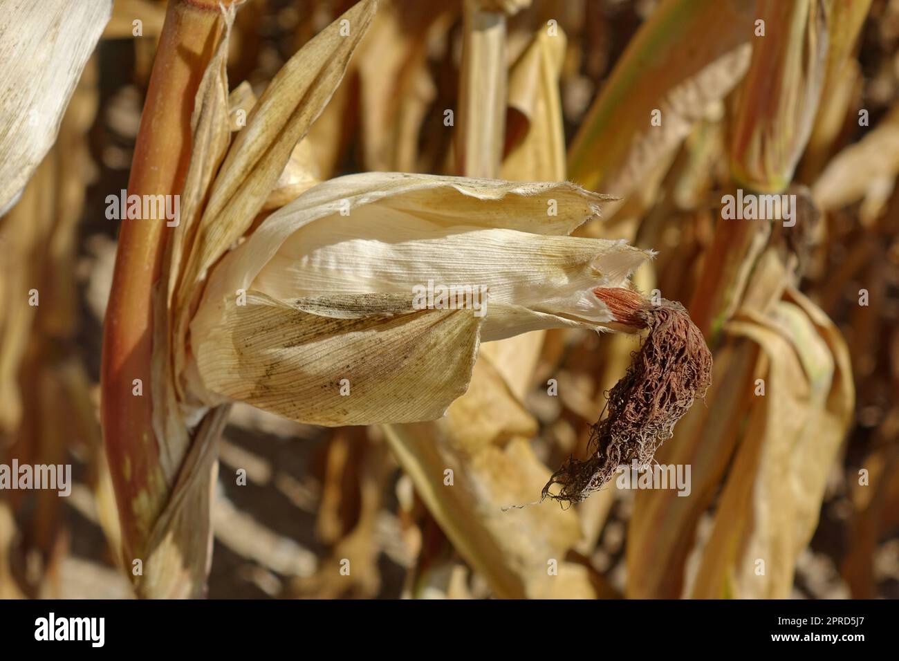 Agriculture, food, grain, corn, climate change, lack of water, dryness ...