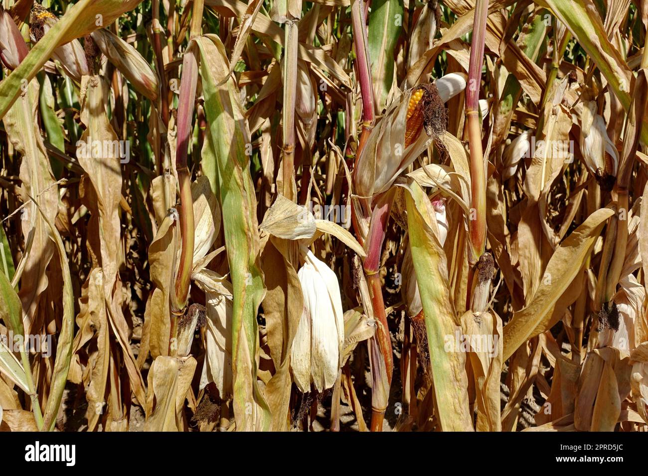 Agriculture, food, grain, corn, climate change, lack of water, dryness ...