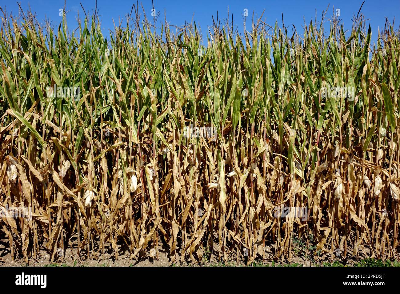 Agriculture, food, grain, corn, climate change, lack of water, dryness ...