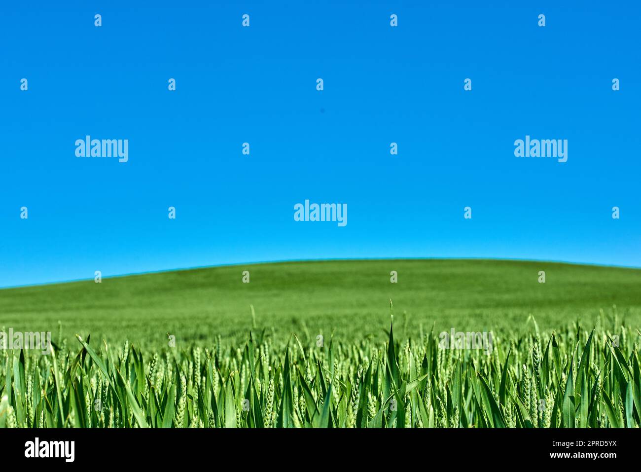 Spring season early summer hi-res stock photography and images - Alamy