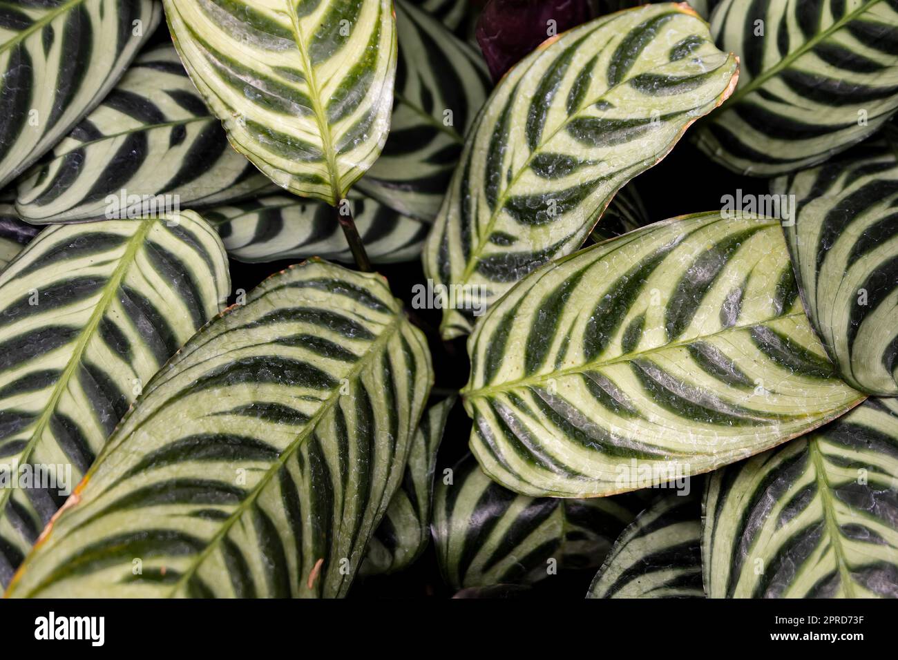 A closeup of a lush green Ctenanthe burle-marxiiplant Stock Photo