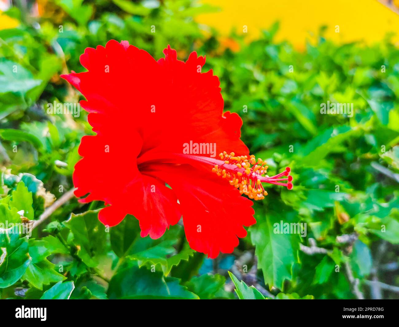 Red flower mexico hi-res stock photography and images - Alamy