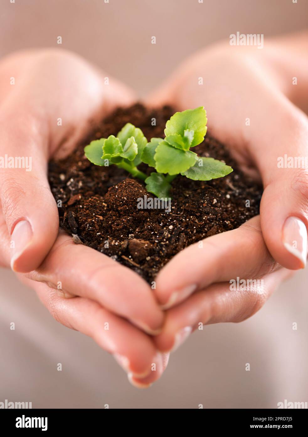 Hands holding a plant, growth and life for green business, care for nature and support from above. Closeup of soil, dirt and earth with a budding, growing and small sapling being nurtured in spring Stock Photo