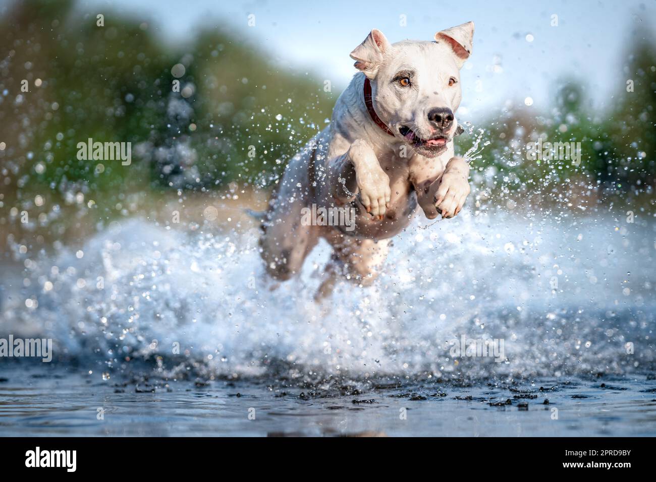 the pit bull terrier jumps into the water and scatters the drops around Stock Photo