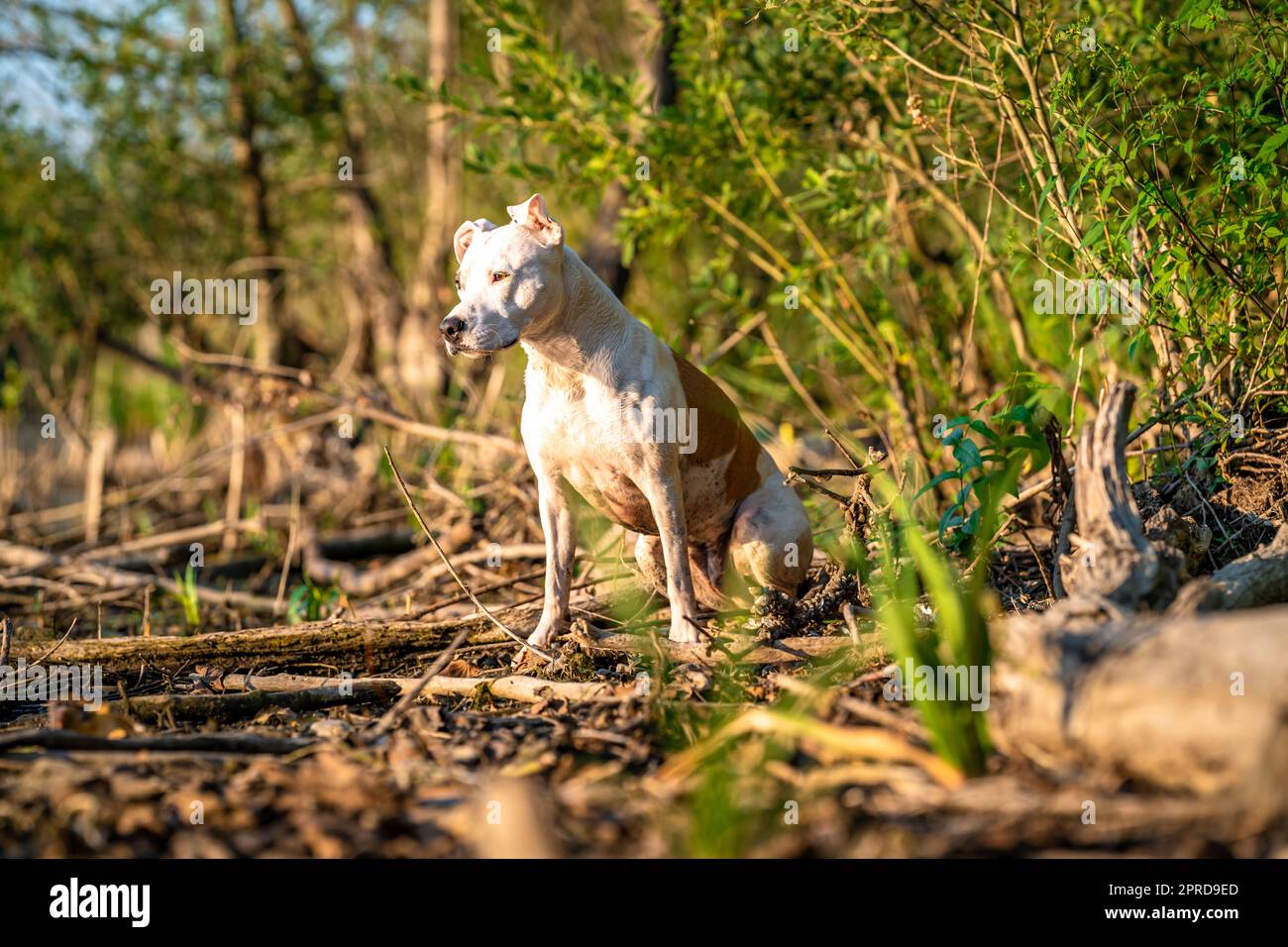 pit bull terrier on the shore of the lake, dog in nature at sunset Stock Photo