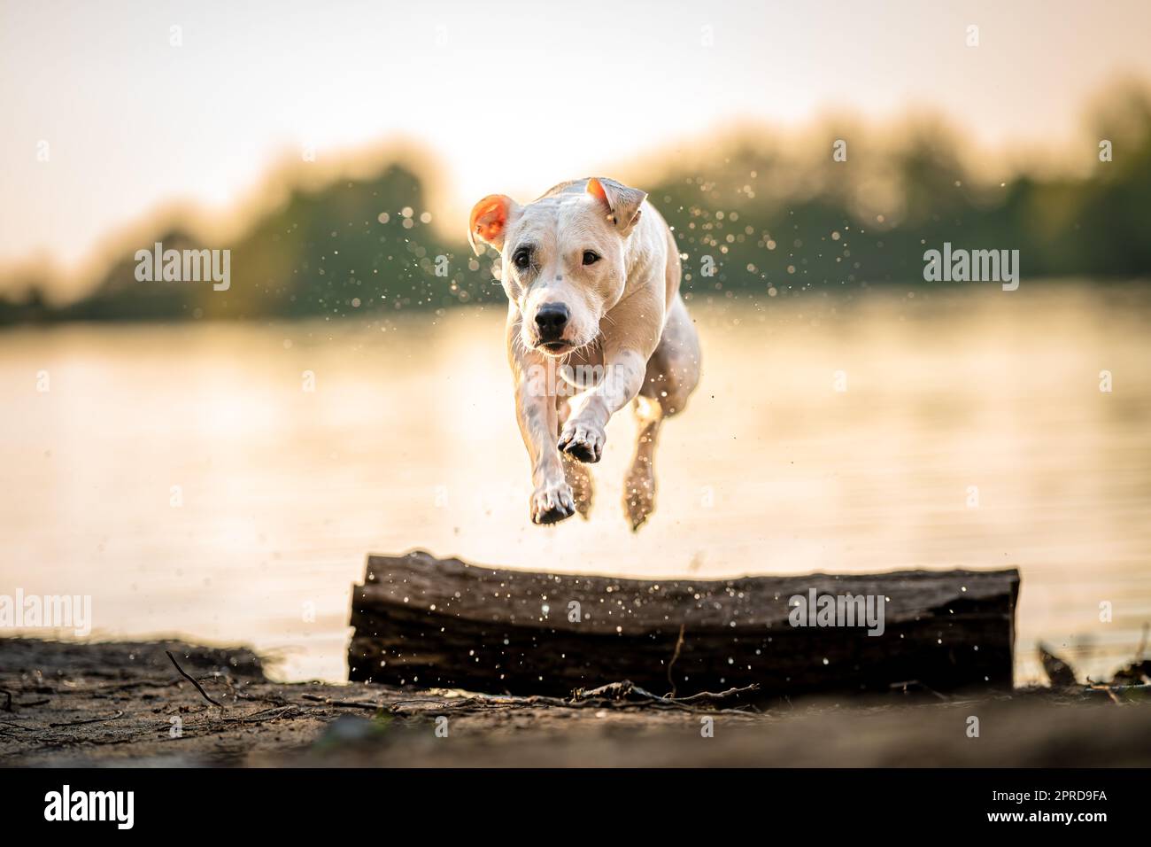 pit bull terrier on the shore of the lake, dog in nature at sunset Stock Photo
