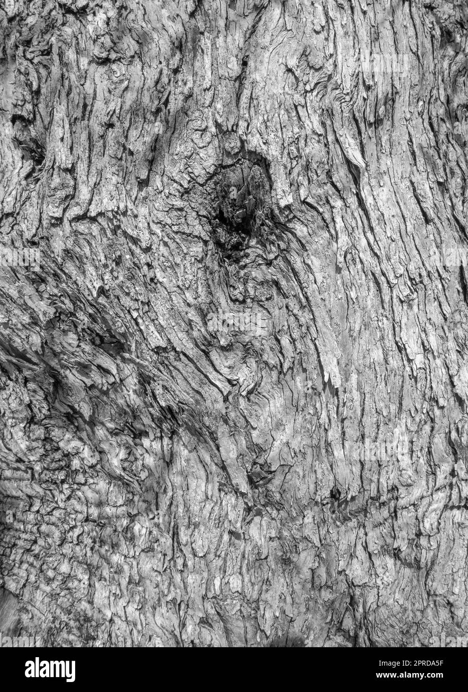 Olive tree bark Stock Photo