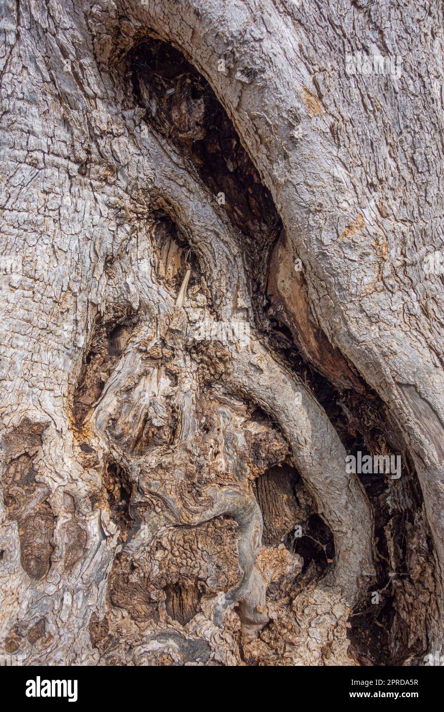 Olive tree bark Stock Photo