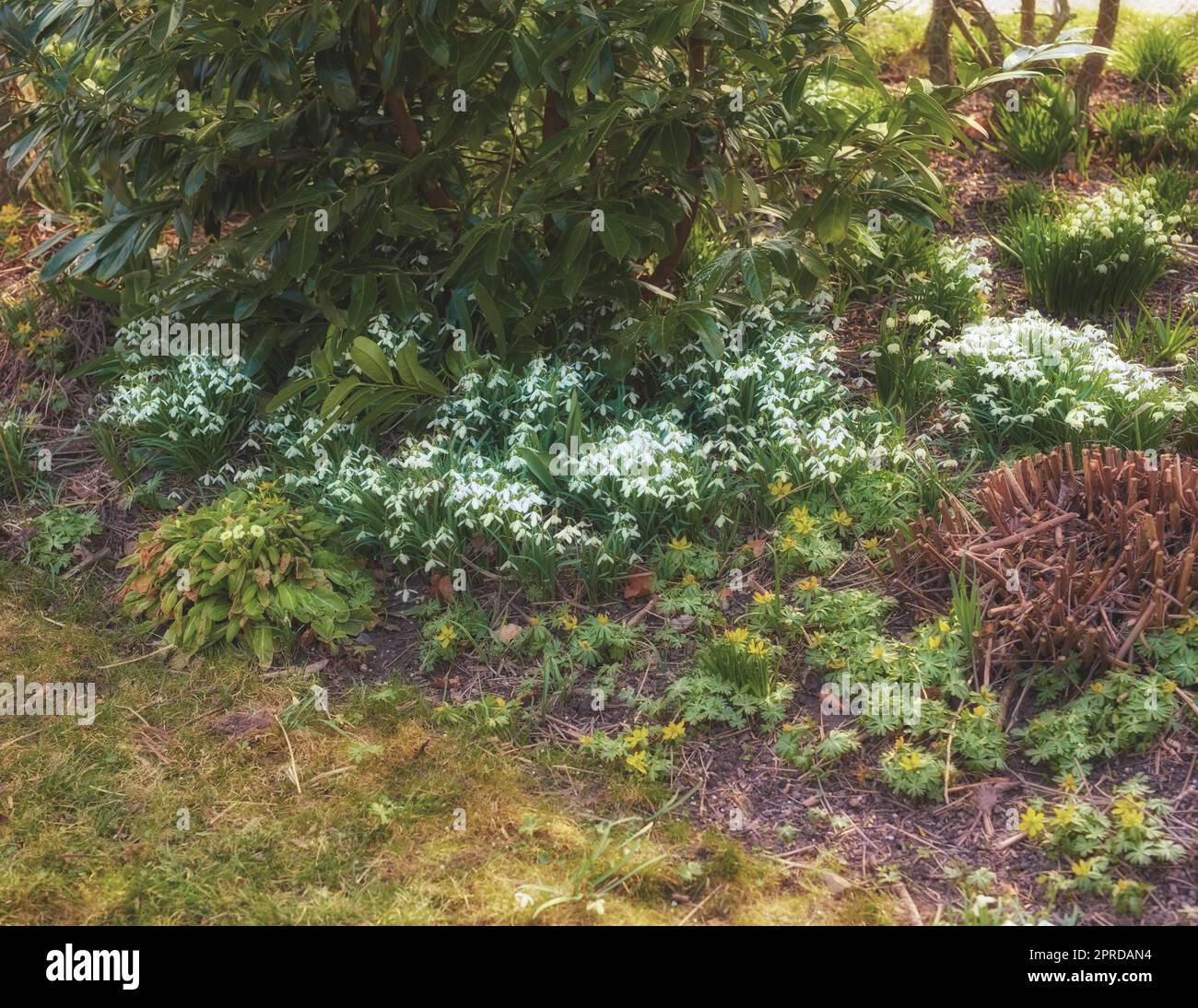 Common snowdrop - Galanthus nivalis Stock Photo