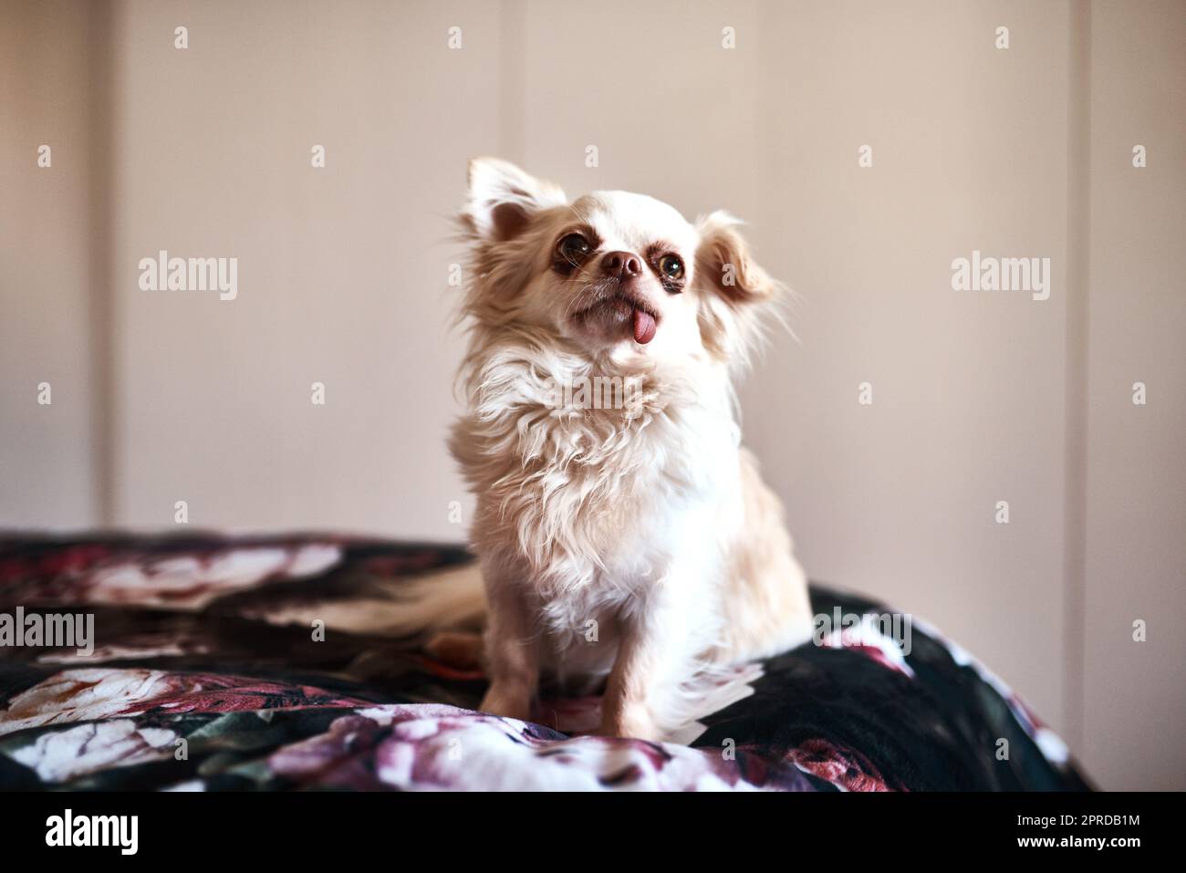 I make the rules around here. an adorable dog sitting on the bed. Stock Photo