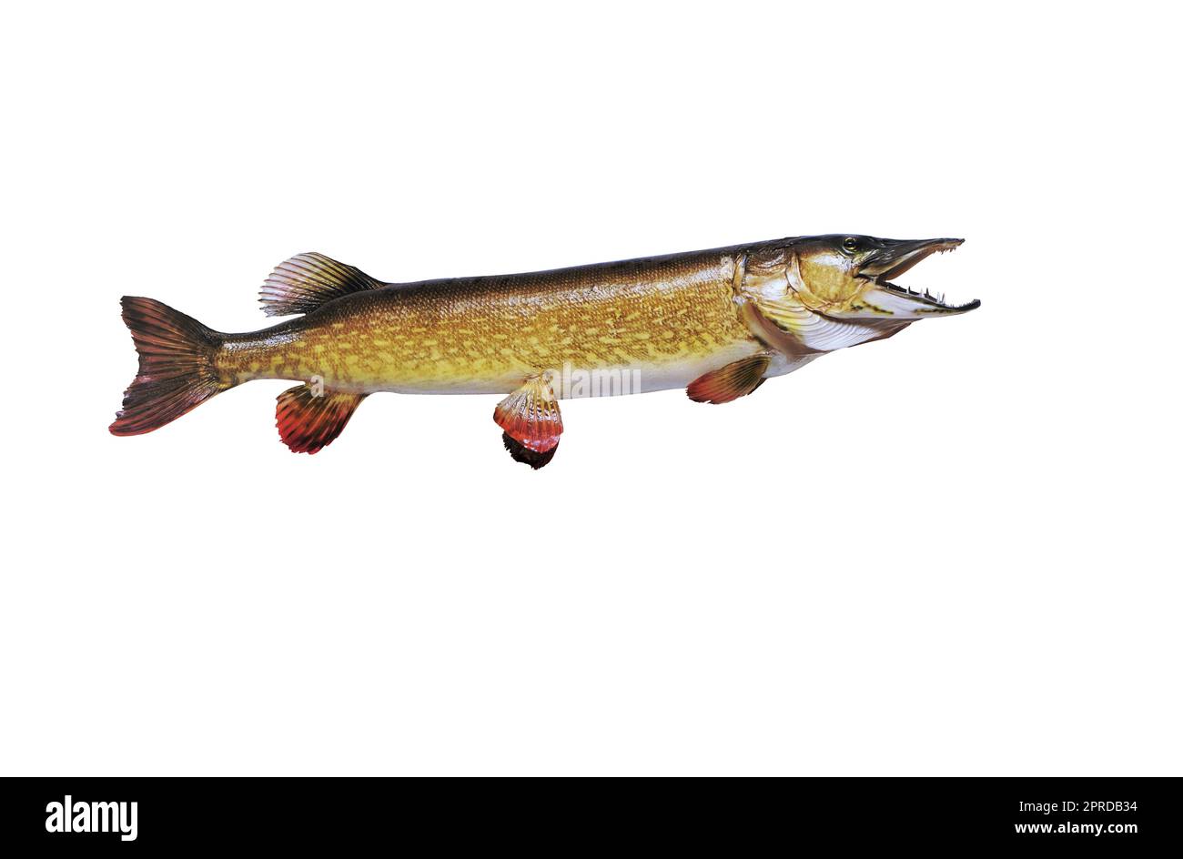 Large taxidermy pike Esox lucius, on white background Stock Photo