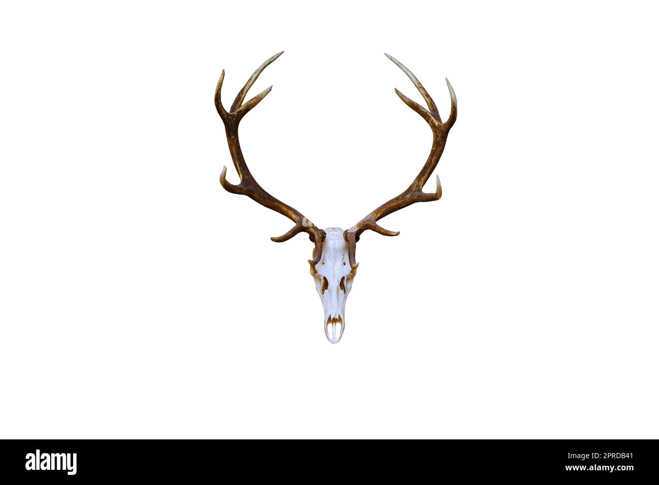 Large deer antlers on a white background Stock Photo