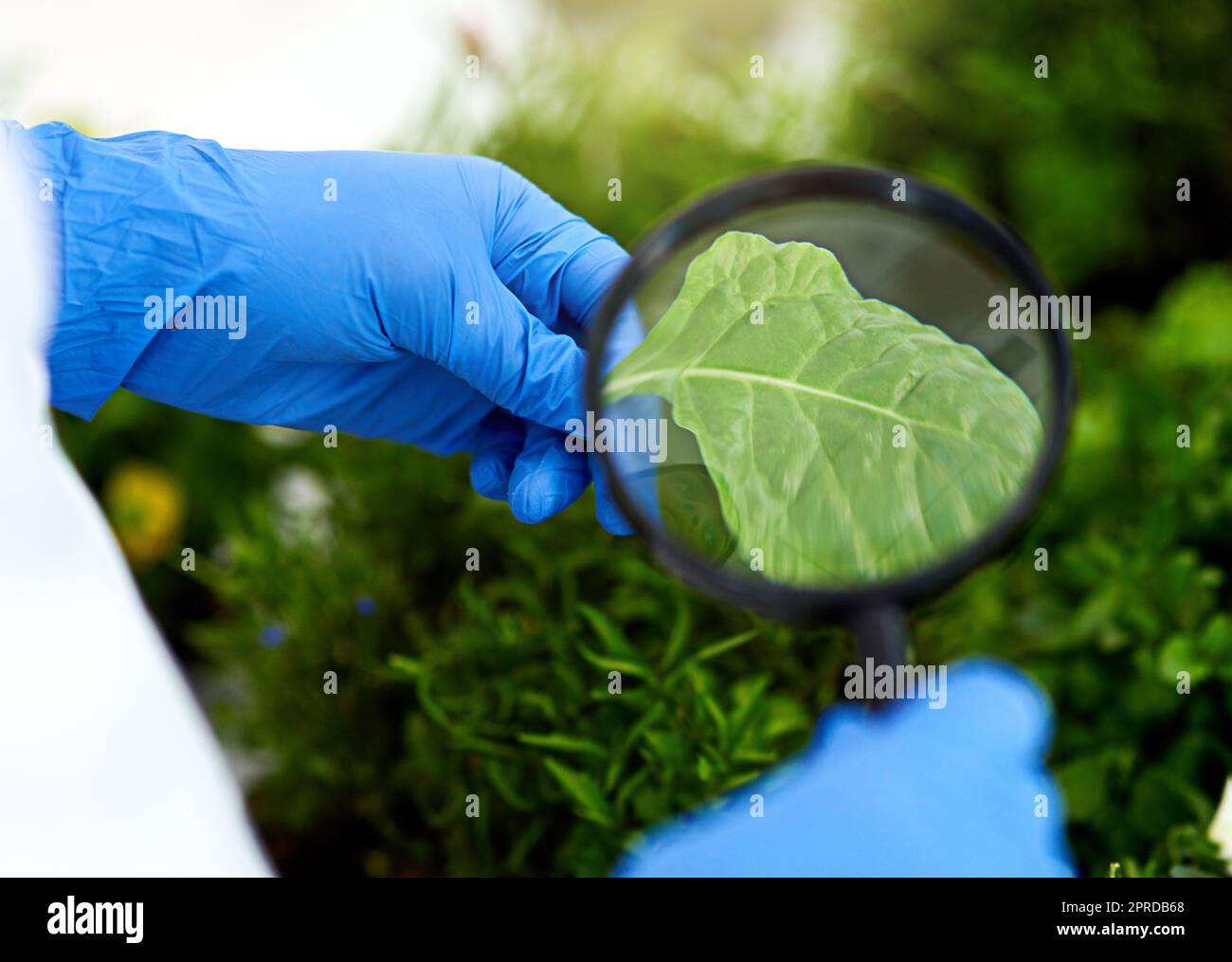 Theres something much deeper to uncover. Closeup shot of an unrecognisable scientist using a magnifying glass to analyse a leaf. Stock Photo