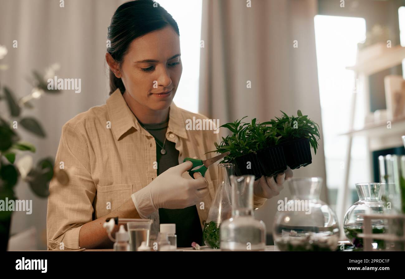 My love for plants started when I was a child. an attractive young botanist trimming the leaves of a plant while working inside her office. Stock Photo