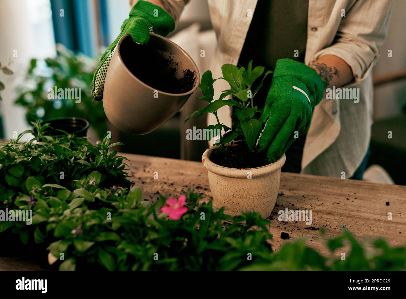 Plant a little love, watch a miracle grow. an unrecognizable florist potting plants inside her store. Stock Photo