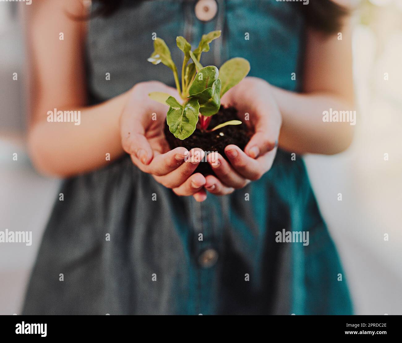 Learn to nurture the growth of nature. an unrecognizable young girl holding a plant growing out of soil while standing indoors. Stock Photo