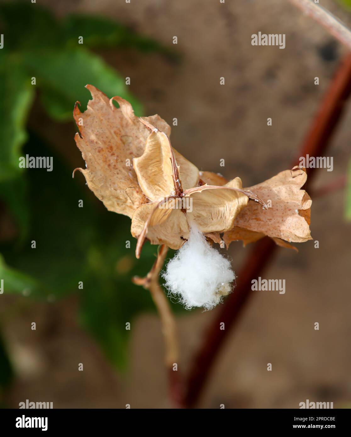 On one plant still hang the cotton. Cotton belongs to the mallow family Stock Photo Alamy