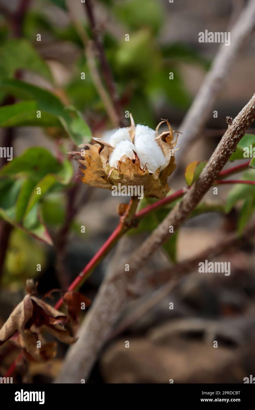 On one plant still hang the cotton. Cotton belongs to the mallow family Stock Photo Alamy