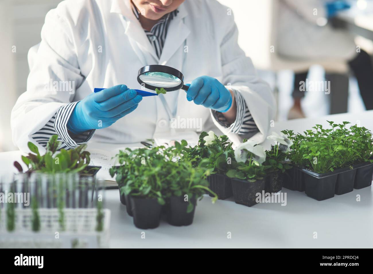 Lets see the bigger picture... an unrecognizable female scientist analyzing a plant sample using a magnifying glass while working in a laboratory. Stock Photo